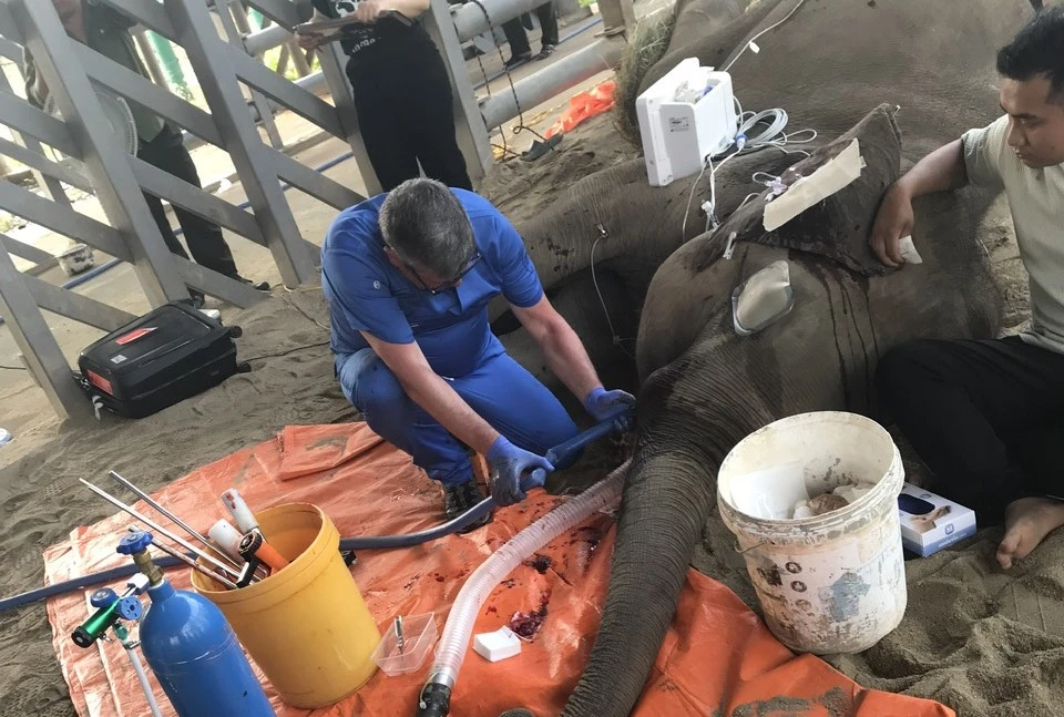 nhổ cả hai ngà 1.jpg