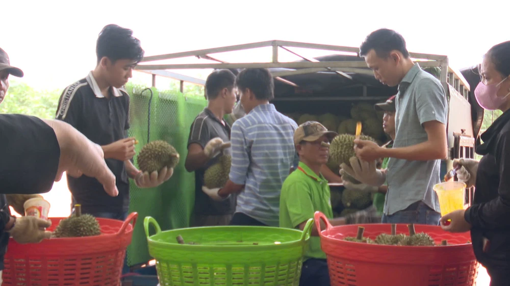 THỢ GÕ SẦU RIÊNG 1.jpg