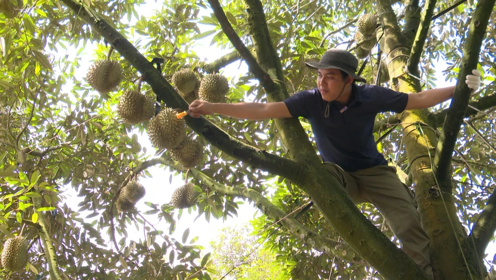 THỢ GÕ SẦU RIÊNG.jpg