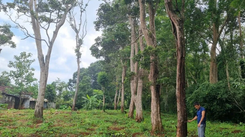 11 cây căm xe 2.jpg