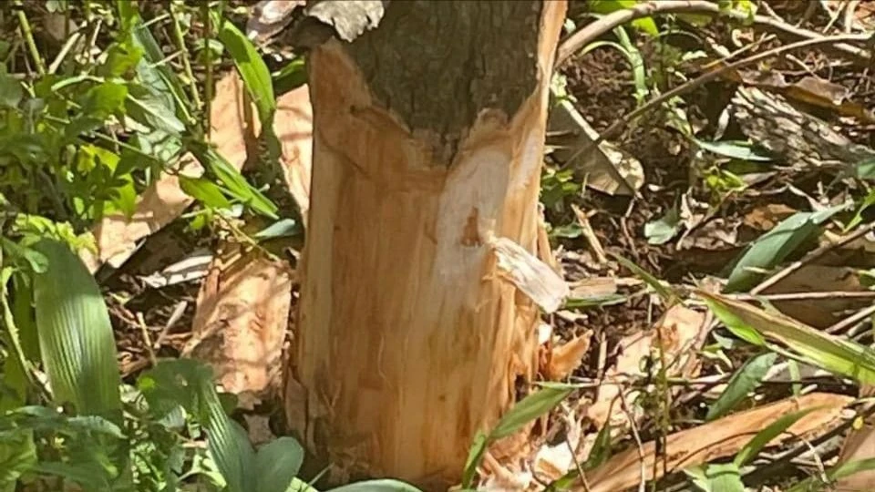 đẽo vỏ sầu riêng.jpg