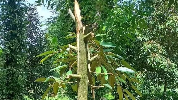 vườn sầu riêng 1.jpg