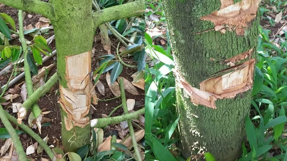 vườn sầu riêng 20.jpg