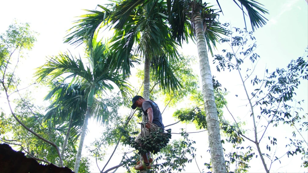 giá cau tăng cao 5.jpg