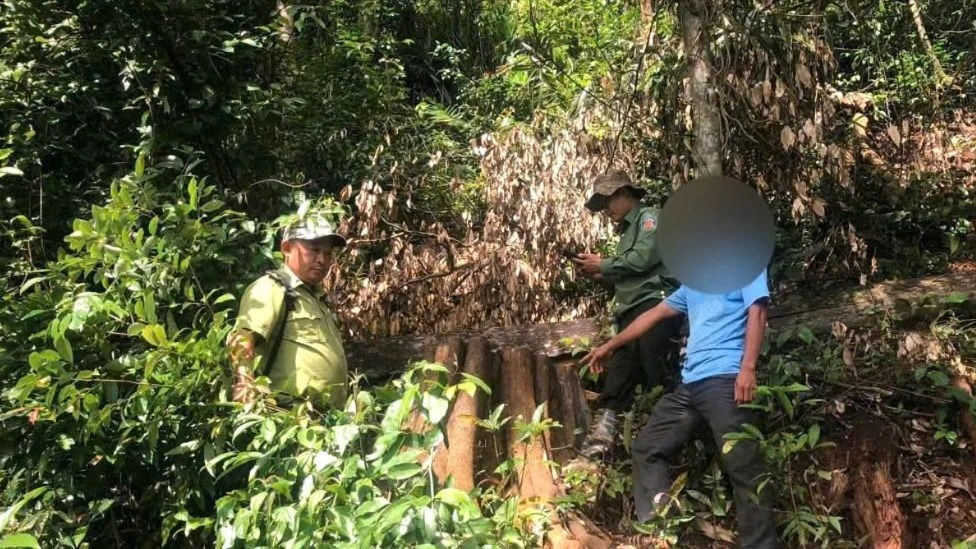 cây xương gà.jpg