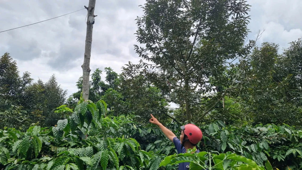 giá cà phê 10.jpg