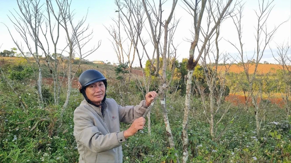 HAI VỢ CHỒNG 1.jpg