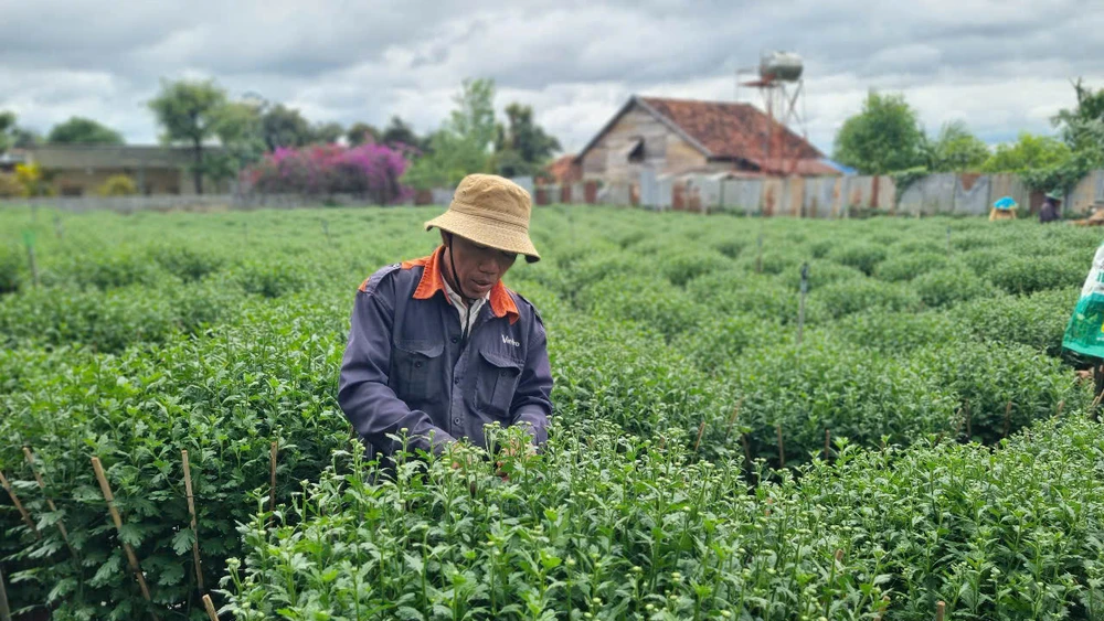 người trồng hoa 1.jpg