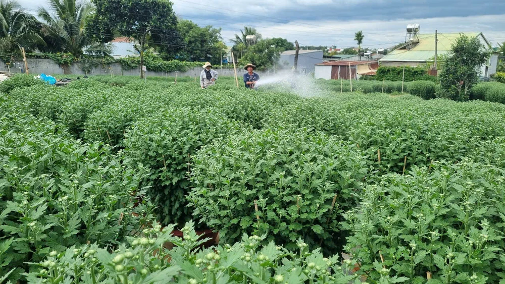 người trồng hoa 10.jpg