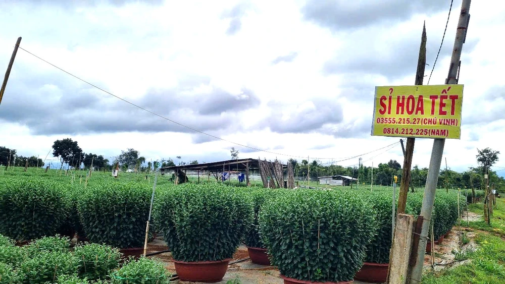 người trồng hoa 9.jpg