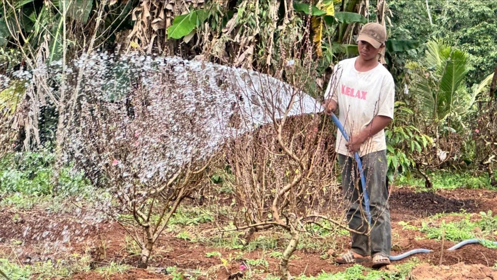 làng đào Nhật Tân 1.jpg