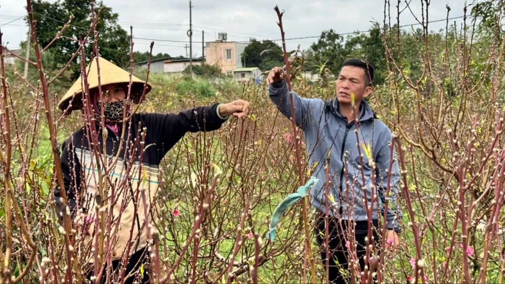 làng đào Nhật Tân 2.jpg