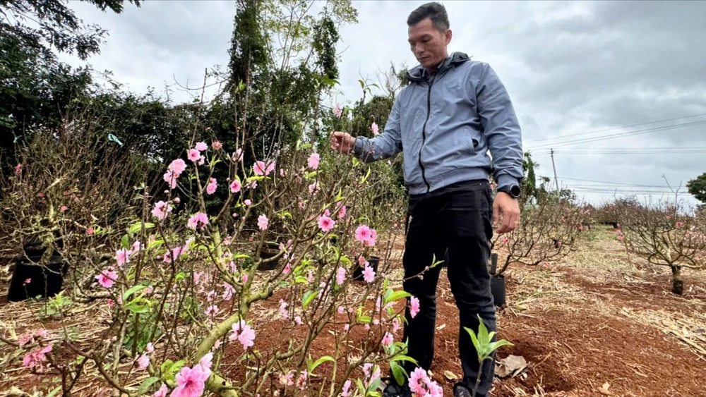 làng đào Nhật Tân 3.jpg