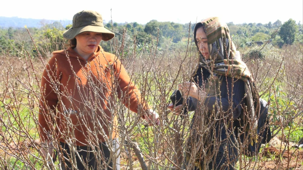 làng đào Nhật Tân 4.jpg