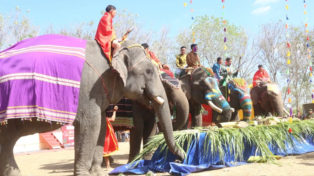 Voi Buôn Đôn 1.jpg