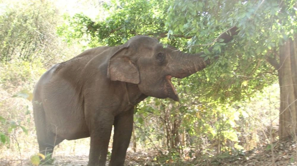 cõng khách du lịch.JPG