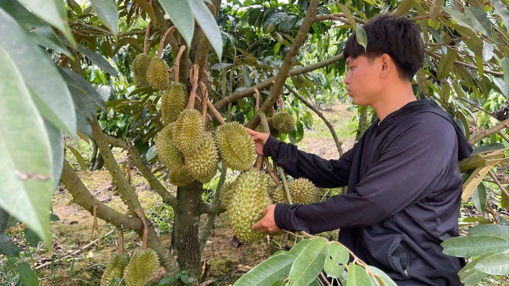 sầu riêng Việt Nam 10.jpg