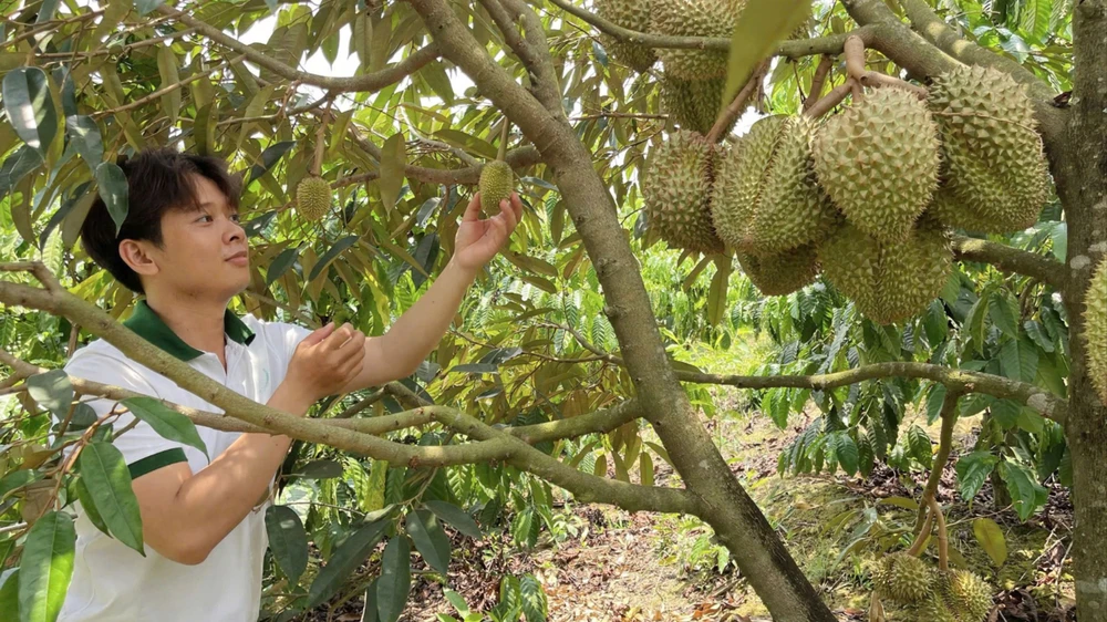sầu riêng Việt Nam 11.jpg