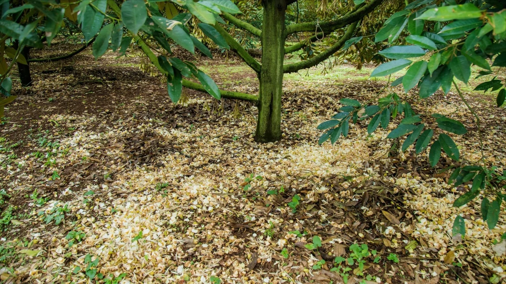 hoa sầu riêng 1.jpg