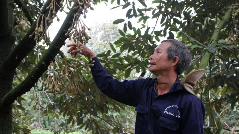 hoa sầu riêng 10.JPG