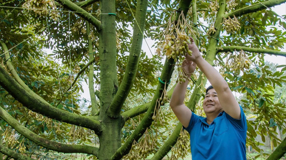 hoa sầu riêng 2.jpg