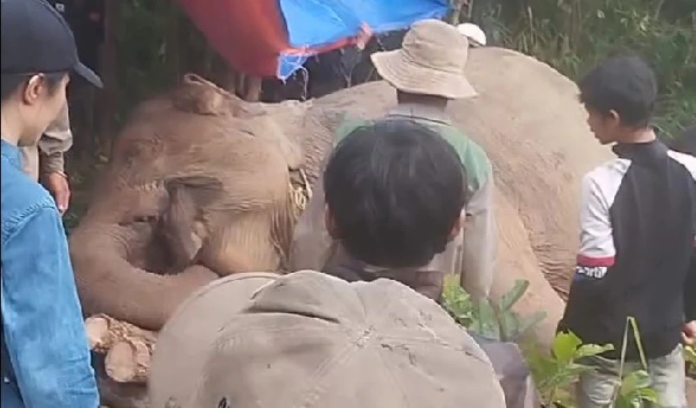 chết trong rừng .jpg