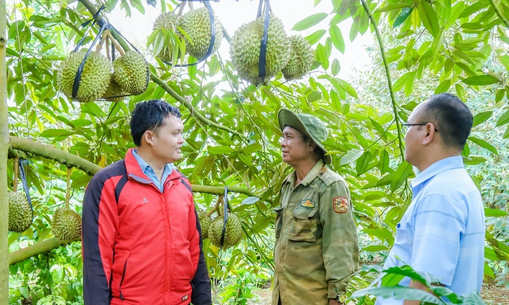 sầu riêng Đắk Lắk.jpg