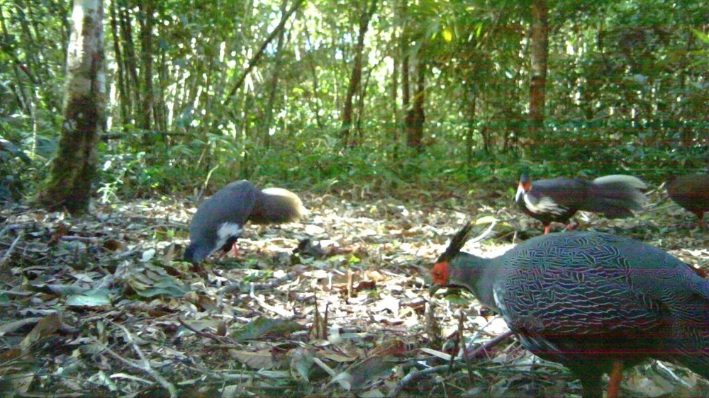 gà lôi trắng 1.jpg