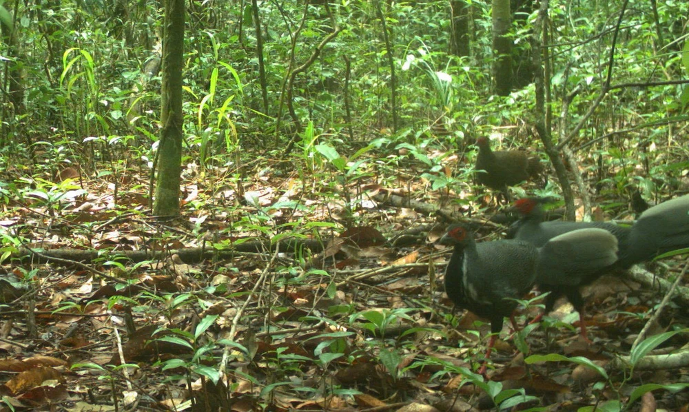 gà lôi trắng 5.jpg