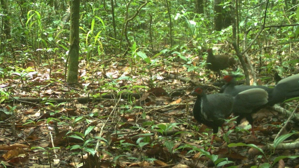 gà lôi trắng 5.jpg