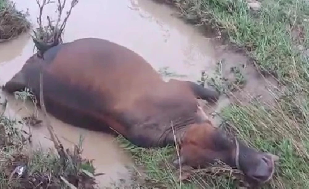 bò chết la liệt 1.jpg