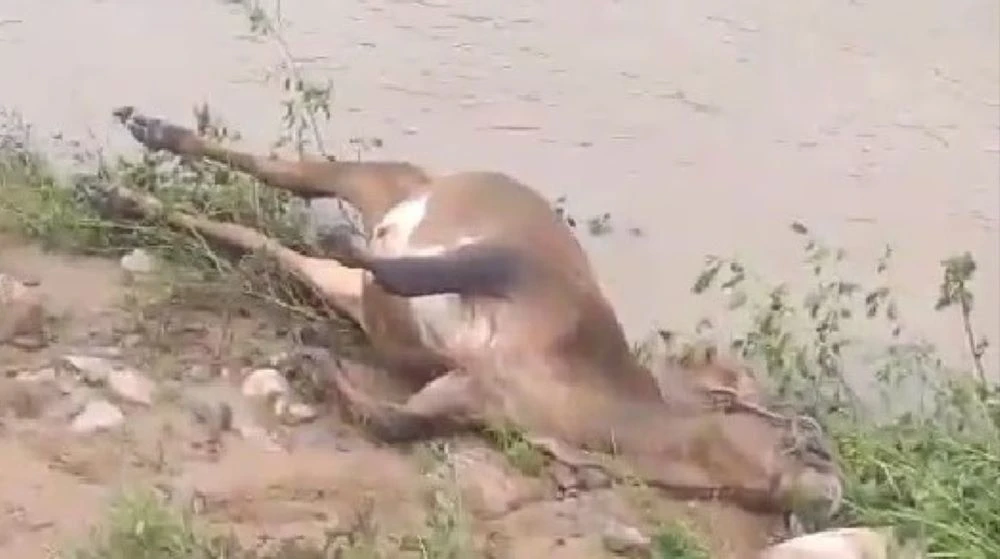 bò chết la liệt.jpg