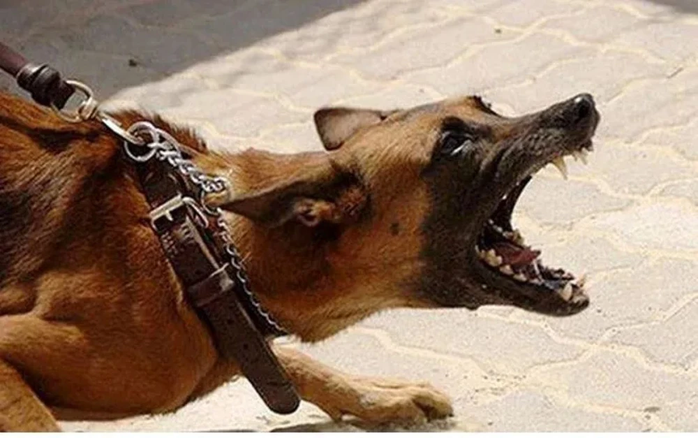 CHÓ LẠ CẮN 1.jpg