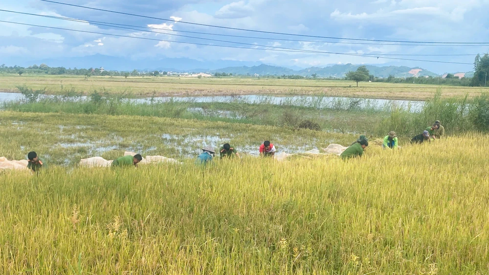 gặt lúa giúp dân.jpg