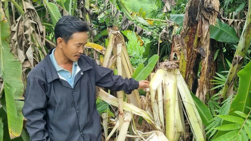 phá hoại hoa màu 2.jpg