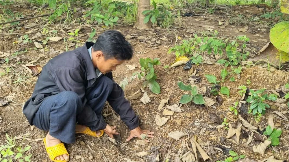 phá hoại hoa màu 4.jpg