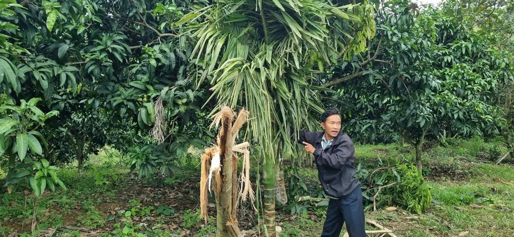 phá hoại hoa màu.jpg