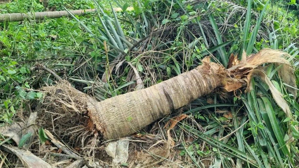 phá hoại hoa màu 7.jpg