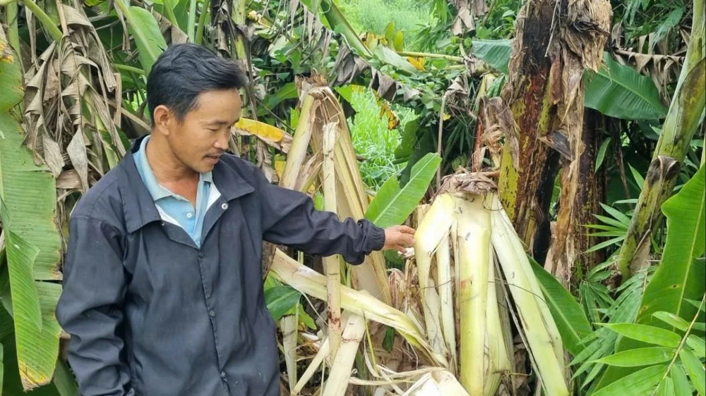 phá hoại hoa màu 2.jpg