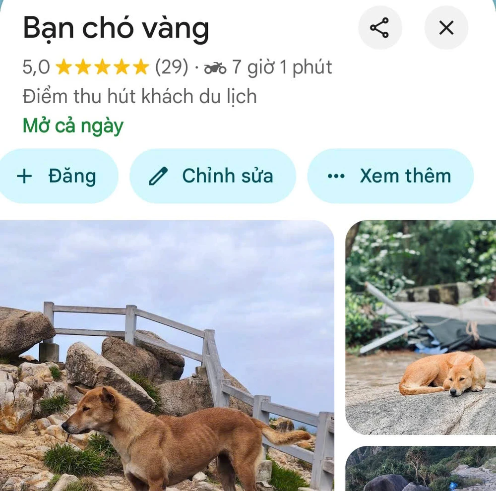 bạn chó vàng 11.jpg