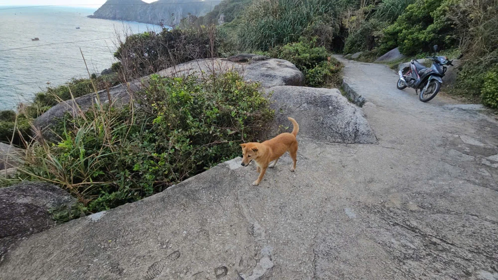 Bạn chó vàng 2.jpg