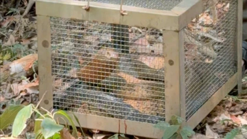 HỔ MANG CHÚA 1.jpg