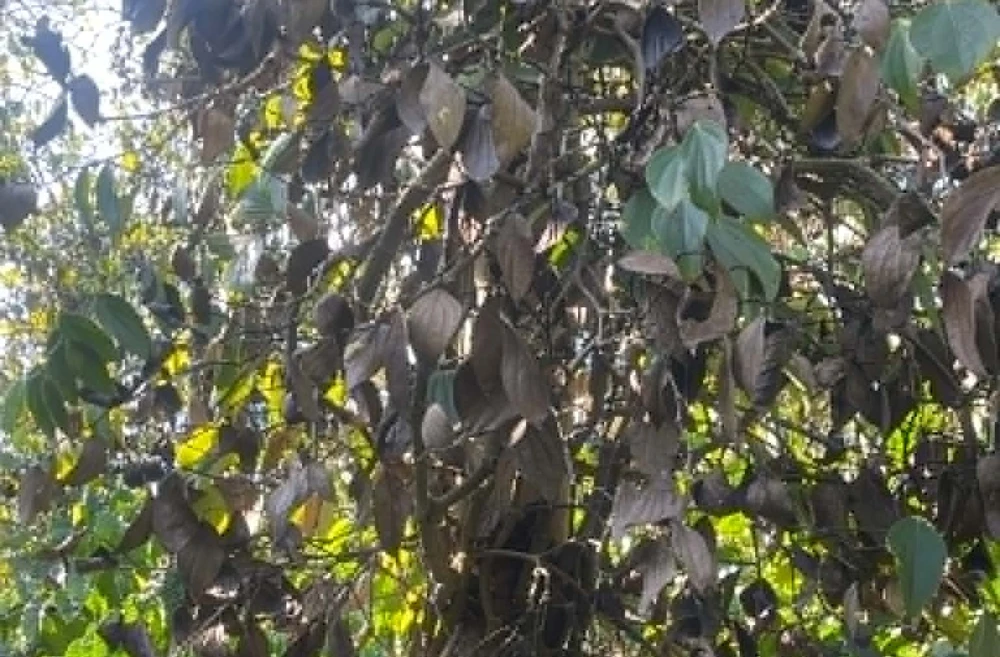 chặt phá 3.jpg