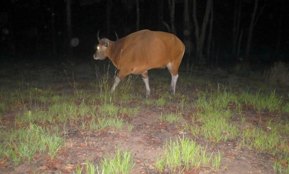 bò rừng.jpg