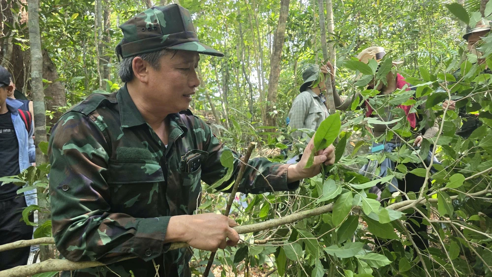 TRÀ CỔ.jpg