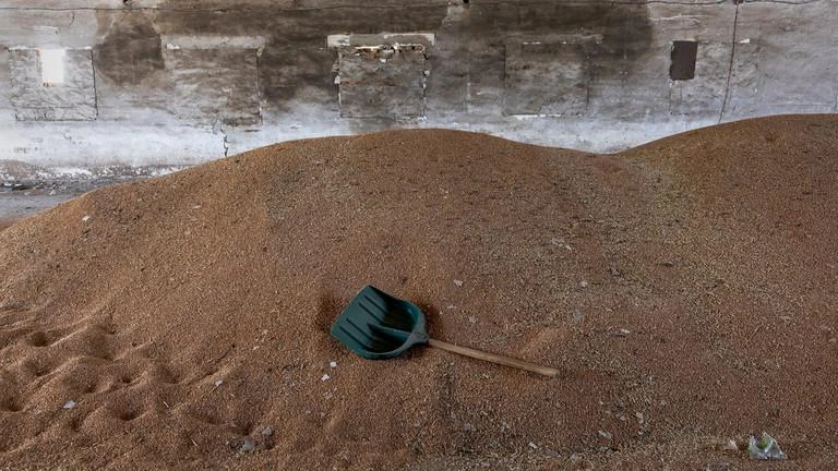 Lúa mì trong kho chứa ở Ukraine. Ảnh: RT