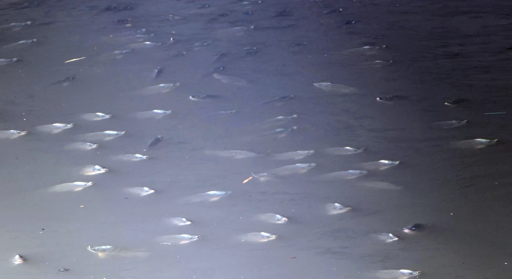 Năm nay, cá ở Nhiêu Lộc - Thị Nghè có chết? ảnh 3