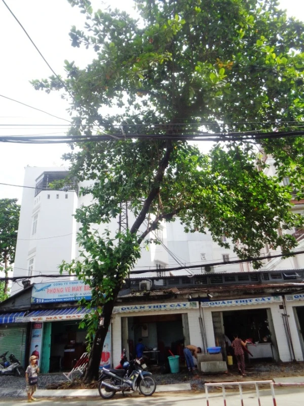 Cảnh cây xanh tan tành vì công trình chạy… Tết ảnh 3