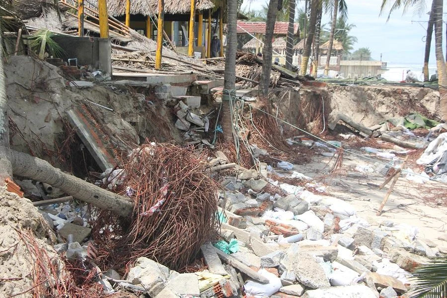 Hàng dừa trồng lâu năm tại biển Cửa Đại bị sóng biển đánh trơ gốc.Ảnh: NGÔ QUANG