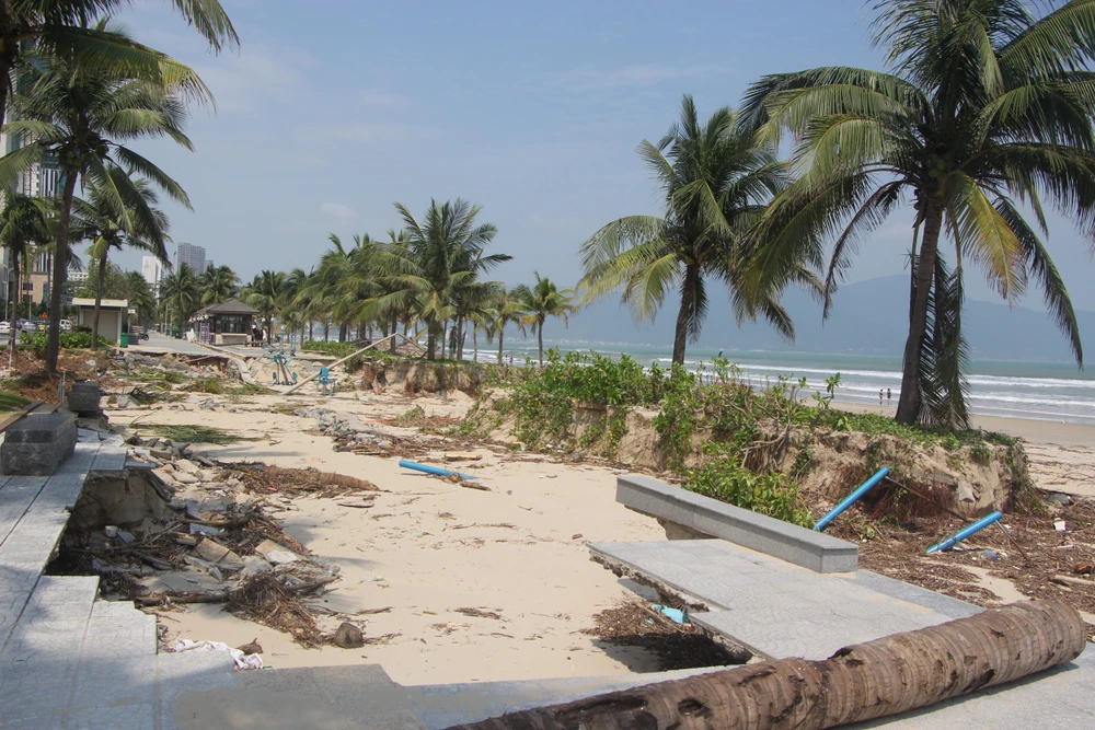 Một đoạn vỉa hè bãi biển Đà Nẵng bị đánh sập trơ cả gốc dừa. Ảnh: NGÔ QUANG